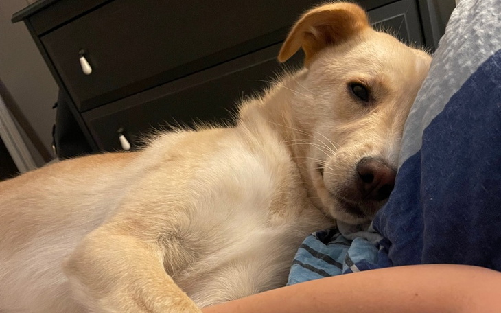 Zbiórka Zabieg dla Karmelka - zdjęcie główne