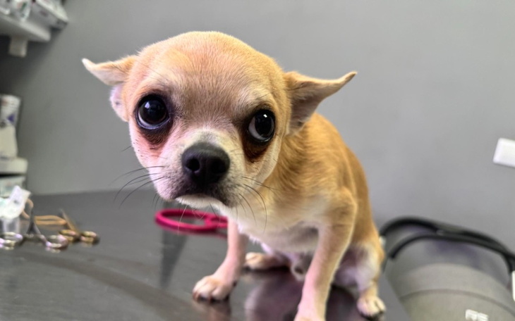 Zbiórka Opieka weterynaryjna maj - zdjęcie główne