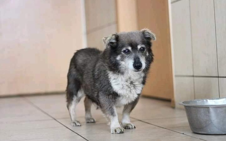 Zbiórka Staruszki w drodze do domu - zdjęcie główne