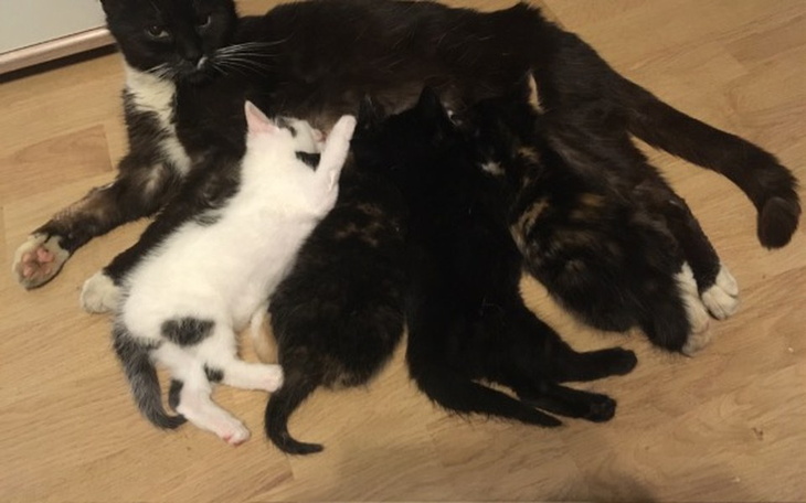 Zbiórka 22 kociaki na karmę - zdjęcie główne