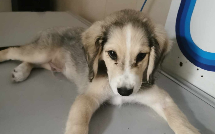 Zbiórka Szczeniak którym rzucały dzieci - zdjęcie główne