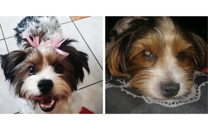 Zbiórka Wzrok dla Rumi - zdjęcie główne