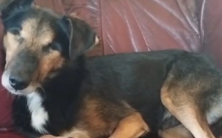 Zbiórka Walczymy o zdrowie Krecika. - zdjęcie główne