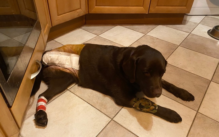 Zbiórka Chemia i rehabilitacja dla Sabi - zdjęcie główne