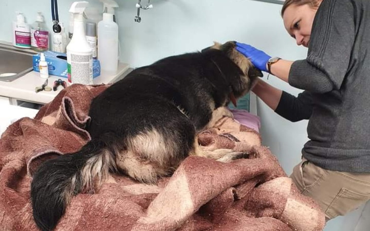 Zbiórka Leczenie suni z wypadku - zdjęcie główne