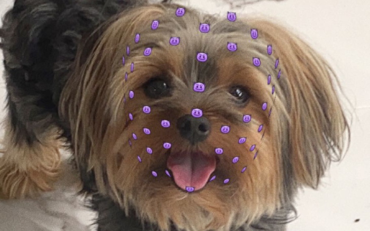 Zbiórka Leczenie boreliozy u psa - zdjęcie główne