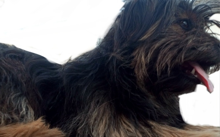 Zbiórka Dla mojego pieska na sterylizacj - zdjęcie główne