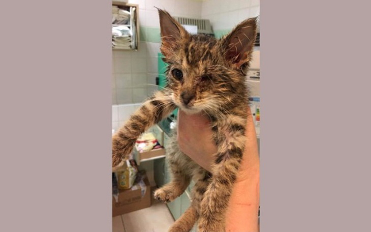 Zbiórka Ami - 400 gram cierpienia - zdjęcie główne