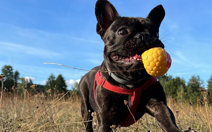 Pies biegający z piłką na tle łąki.