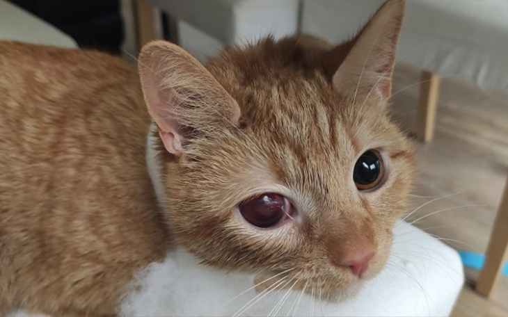 Zbiórka Wypędźmy ból razem - zdjęcie główne