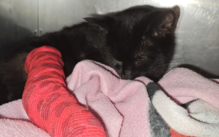 Czarny kot z opatrunkiem na łapie, leżący na kocu.