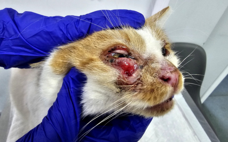 Zbiórka Schorowana seniorka - Etna - zdjęcie główne