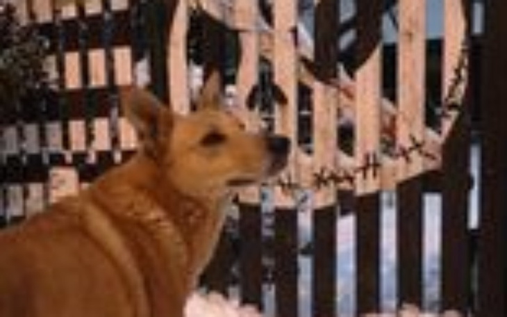 Zbiórka Operacja łapek Liska - zdjęcie główne