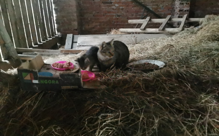 Dwa koty jedzące z misek w starym budynku.