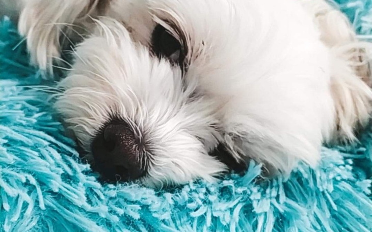 Zbiórka Na leczenie Daisy - zdjęcie główne