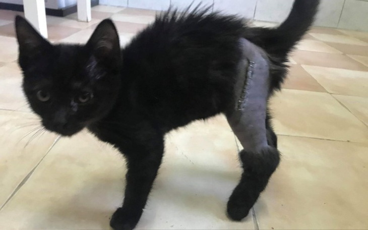 Zbiórka Nowe życie Tajgi - zdjęcie główne