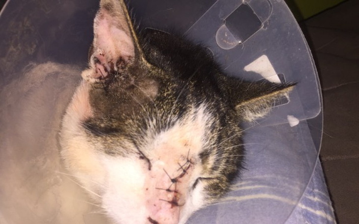 Zbiórka Wsparcie dla bezdomnych zwierząt - zdjęcie główne