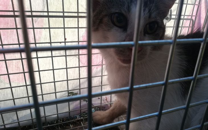 Zbiórka Fen, kastracja kocurka - zdjęcie główne