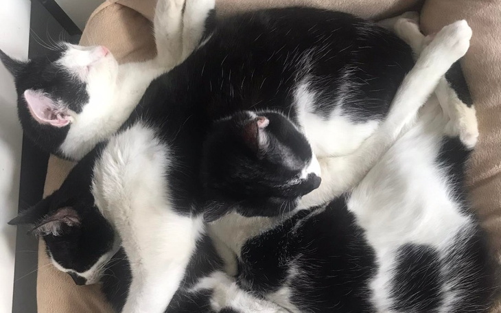 Zbiórka Na żwirek i karmę - Koty u Oli - zdjęcie główne