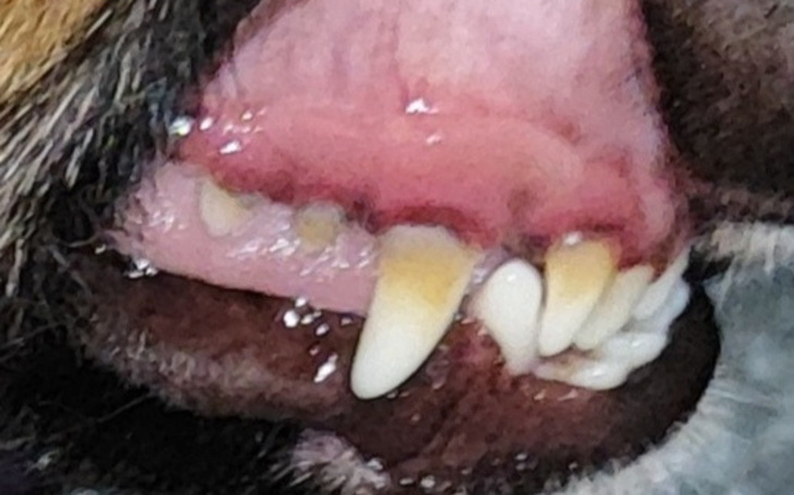 Zbliżenie na zęby psa, ukazujące ich stan zdrowia.