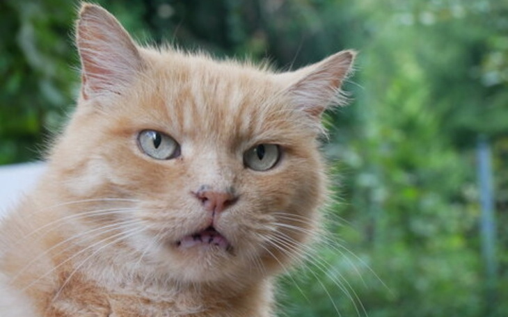 Zbiórka Pakiet herbaty 420 - zdjęcie główne