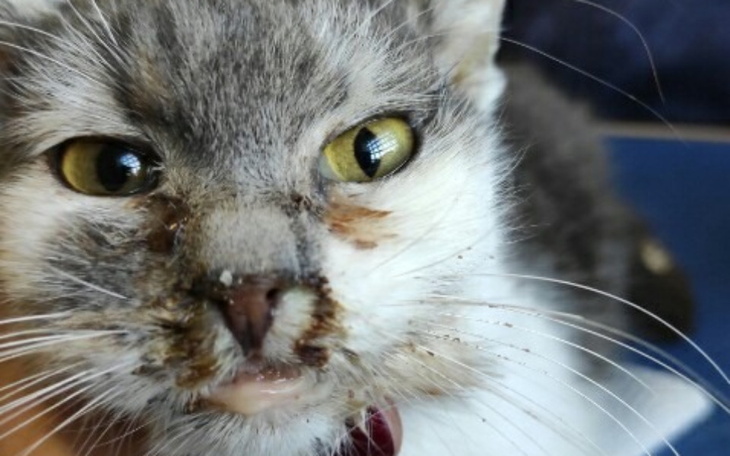 Zbiórka Elza - wygrać życie - zdjęcie główne