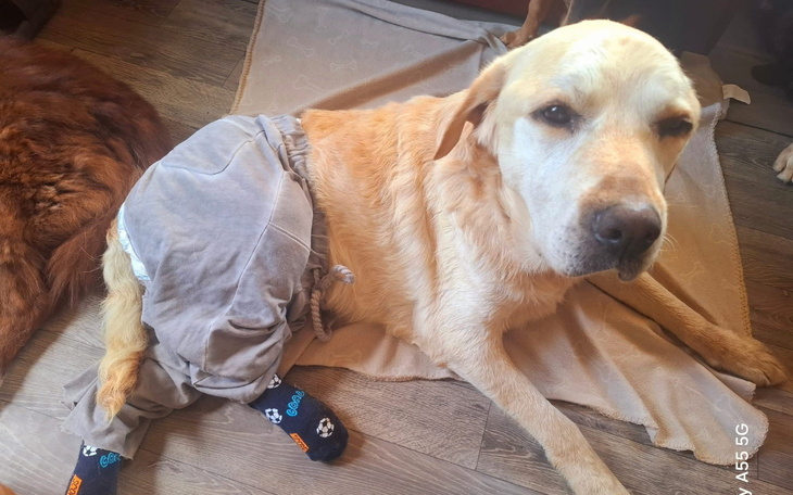 Labrador w spodniach, leżący na podłodze.