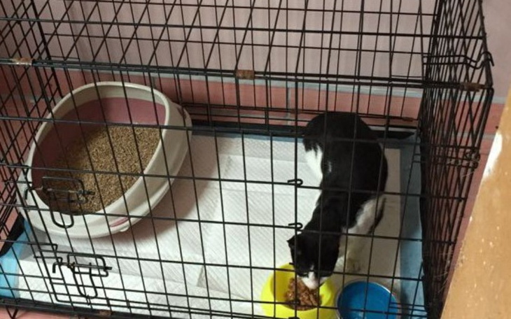 Zbiórka Kotka z firmy - zdjęcie główne