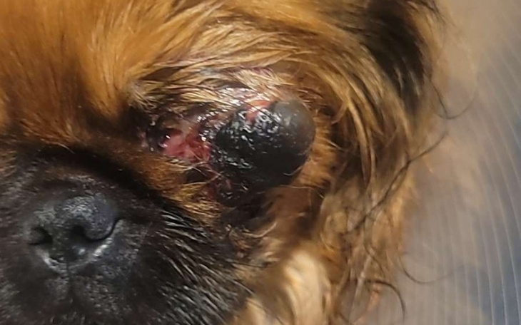 Zbiórka Na leczenie pieska2 - zdjęcie główne