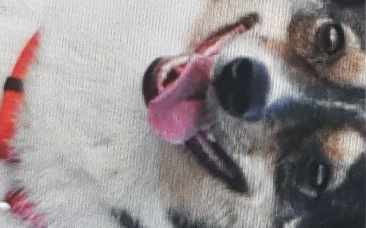 Zbiórka Zbiórka karmy dla psów z OLX - zdjęcie główne