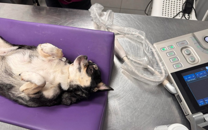 Zbiórka Ostre zapalenie trzustki Loli - zdjęcie główne