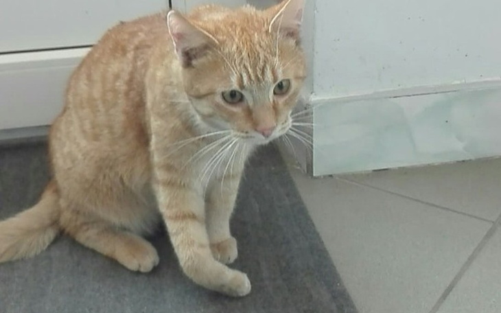 Zbiórka Ryś ze złamaną łapka - zdjęcie główne