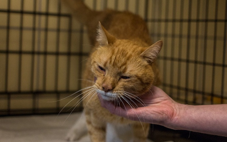 Zbiórka Kaleki Myszkin walczy o życie - zdjęcie główne