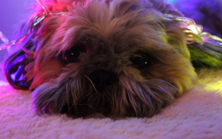 Zbiórka Urodzinowa paka dla kociaka! - zdjęcie główne