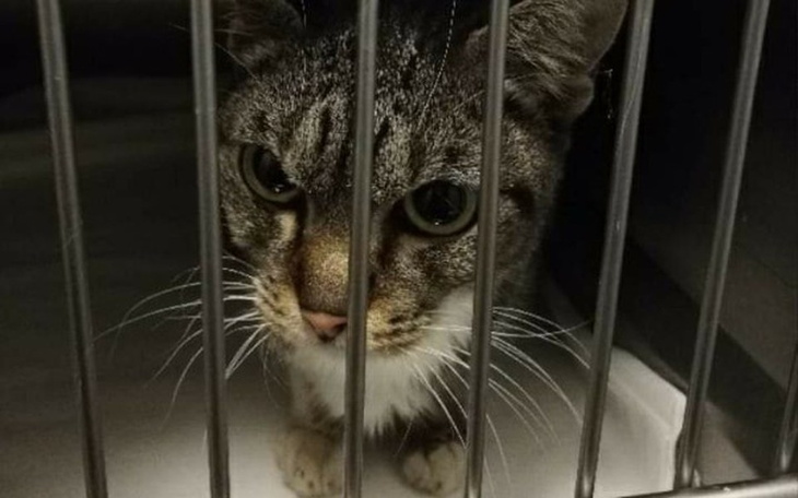 Zbiórka Na ważne badania Mrusi.Pomóżcie - zdjęcie główne