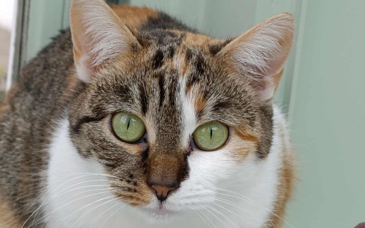 Kot o pięknych zielonych oczach, siedzący na tle ściany.