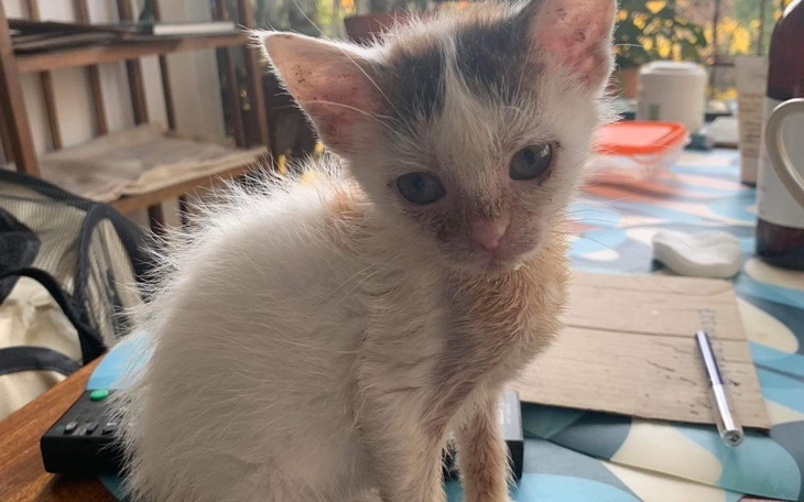 Zbiórka Wsparcie dla kociego życia - zdjęcie główne