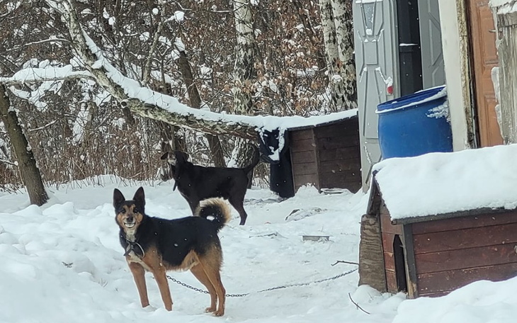 Zbiórka Małżeństwo i pieski z Brzoskwini - zdjęcie główne