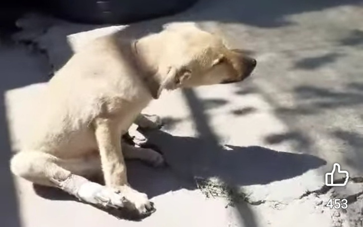Pies siedzący na ziemi, z opuszczoną głową.