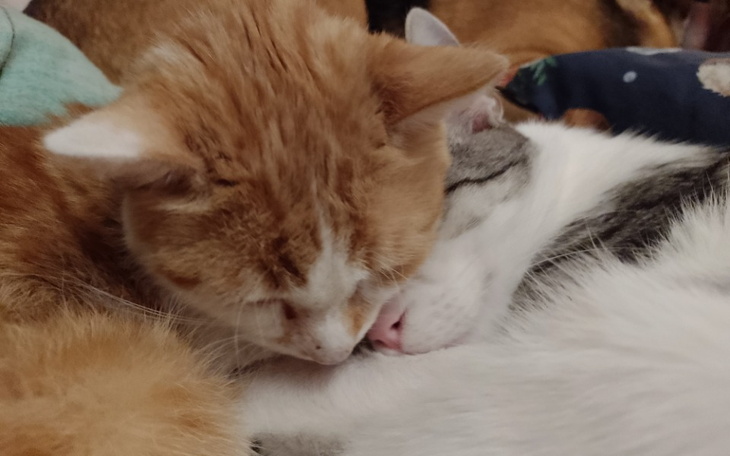 Zbiórka PiesKot dla Przystani Ocalenie - zdjęcie główne