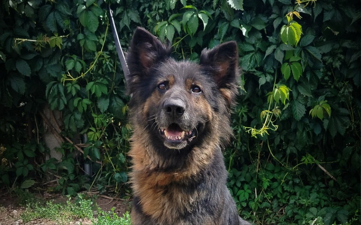 Zbiórka Suczka znikąd profilaktyka - zdjęcie główne