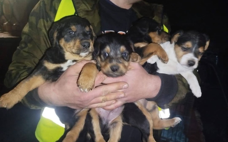 Cztery szczeniaki trzymane w ramionach osoby, w nocy.