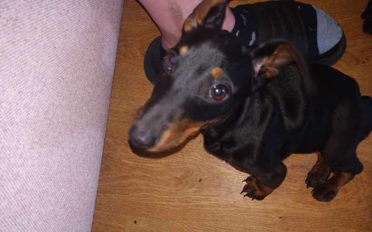 Zbiórka Honoratka - zdjęcie główne