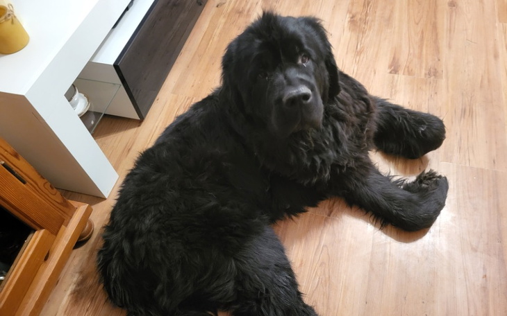 Czarny nowofundland zrelaksowany na podłodze w domu.