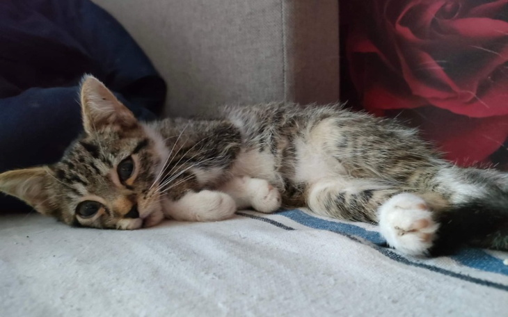 Zbiórka Przywróćmy sprawność Alvinowi - zdjęcie główne