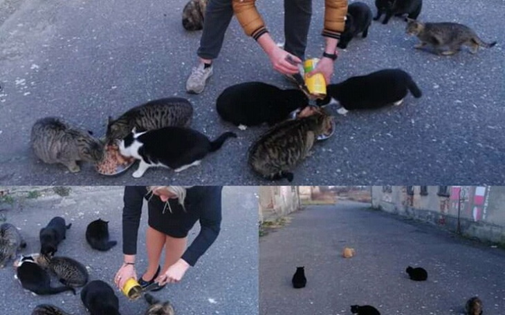 Zbiórka Pomoc,karma dla bezdomnych kotów - zdjęcie główne