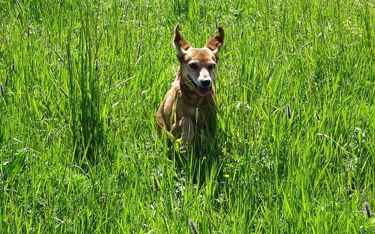Zbiórka Lekarstwo dla Eli - zdjęcie główne