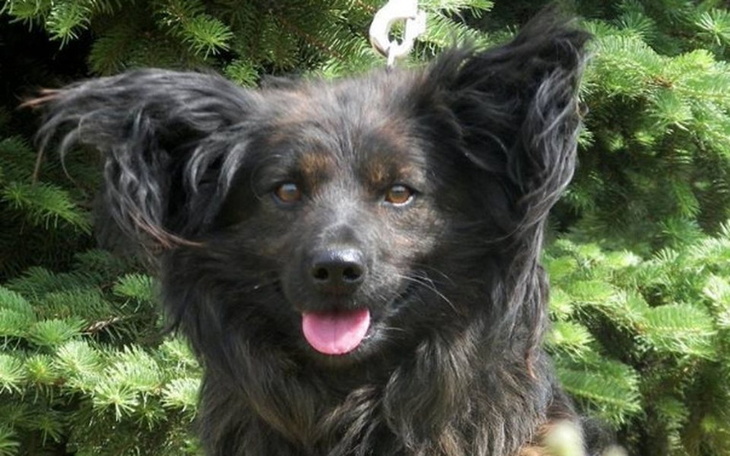 Zbiórka Na zimę dla Schroniska w Świeciu - zdjęcie główne