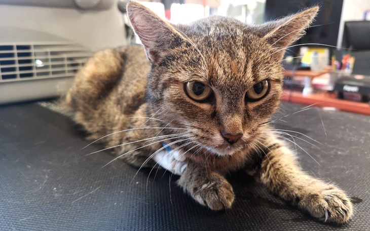 Zbiórka Kotki z dt chore na panleukopeni - zdjęcie główne