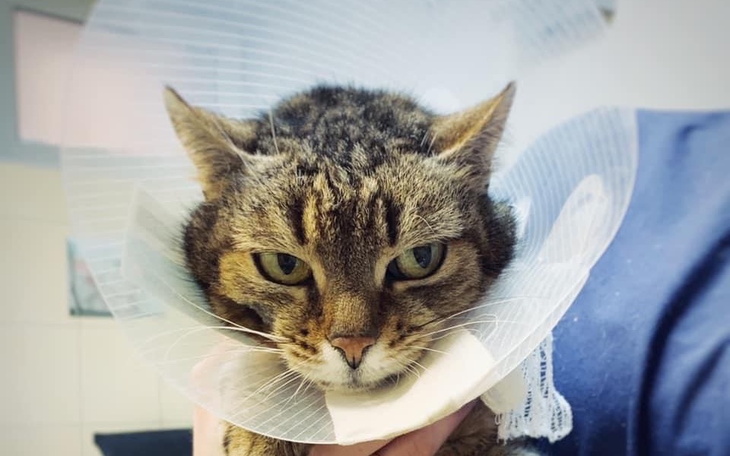 Zbiórka Pomóżcie pokonać raka tarczycy - zdjęcie główne